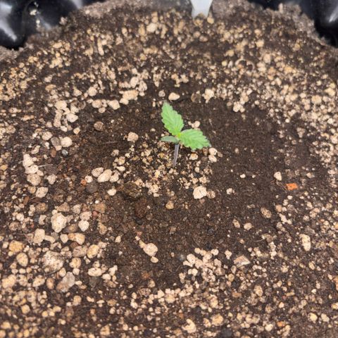 Sweet Mix Auto 1 growlog timeline photo