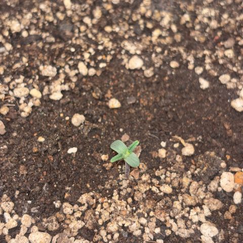 Sweet Mix Auto 2 growlog timeline photo