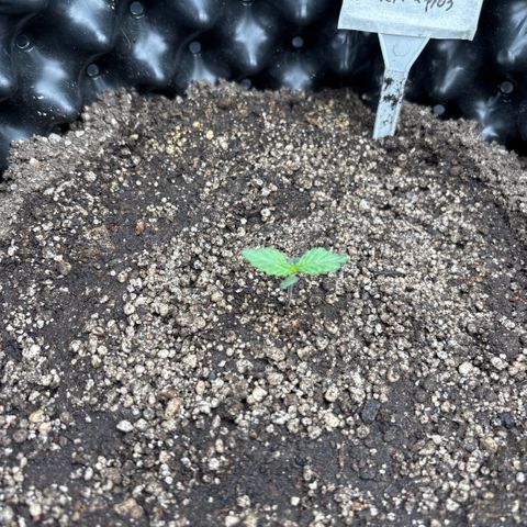 Sweet Mix Auto 1 growlog timeline photo