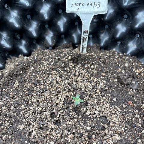 Sweet Mix Auto 2 growlog timeline photo