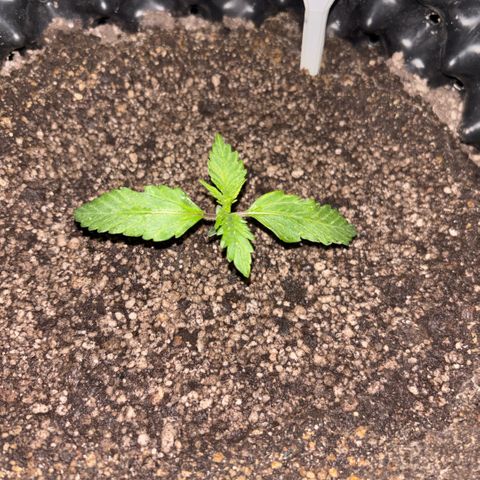 Sweet Mix Auto 1 growlog timeline photo