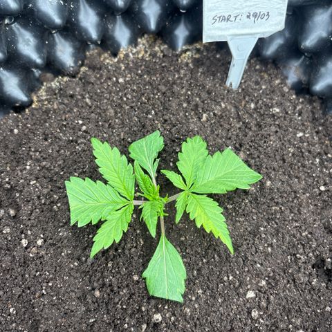 Sweet Mix Auto 1 growlog timeline photo