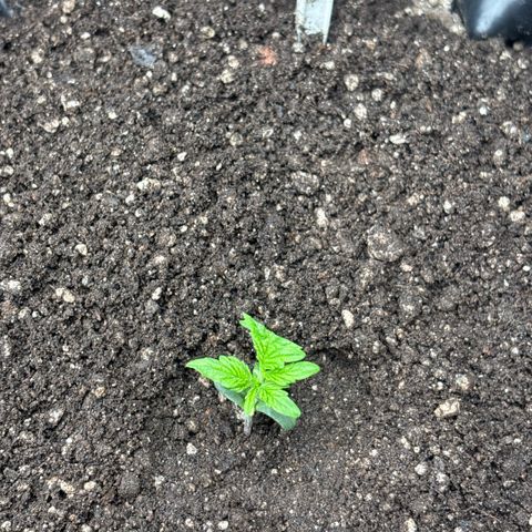 Sweet Mix Auto 2 growlog timeline photo