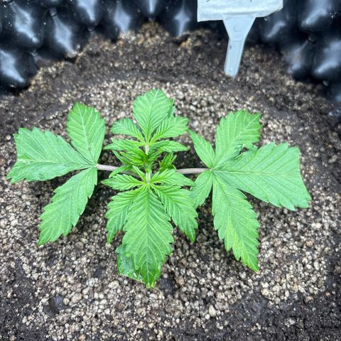 Sweet Mix Auto 1 growlog timeline photo
