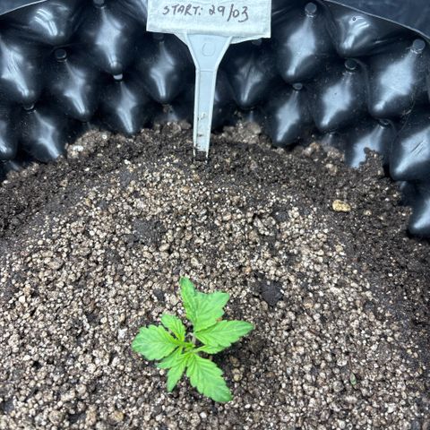 Sweet Mix Auto 2 growlog timeline photo