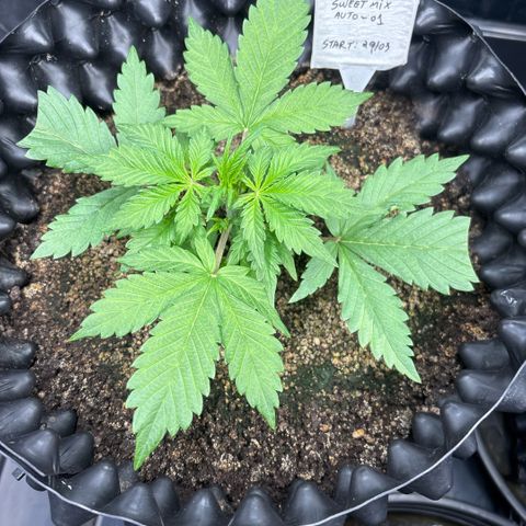 Sweet Mix Auto 1 growlog timeline photo