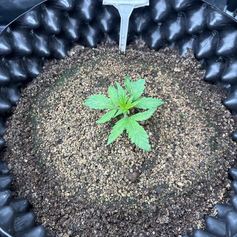 Sweet Mix Auto 2 growlog timeline photo