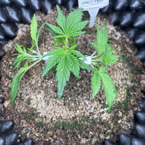Sweet Mix Auto 1 growlog timeline photo