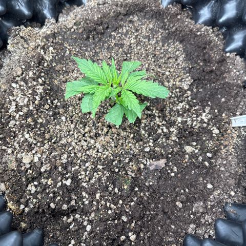 Sweet Mix Auto 2 growlog timeline photo