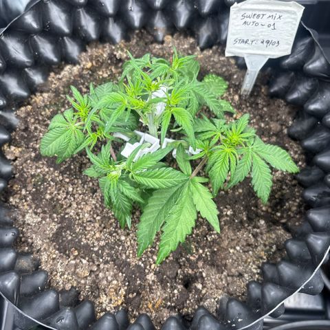 Sweet Mix Auto 1 growlog timeline photo