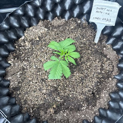 Sweet Mix Auto 2 growlog timeline photo