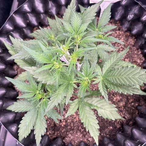 Sweet Mix Auto 1 growlog timeline photo