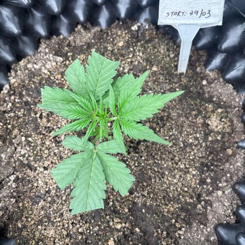 Sweet Mix Auto 2 growlog timeline photo