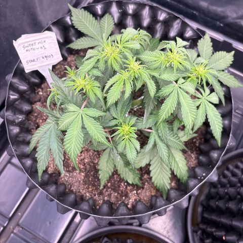 Sweet Mix Auto 1 growlog timeline photo