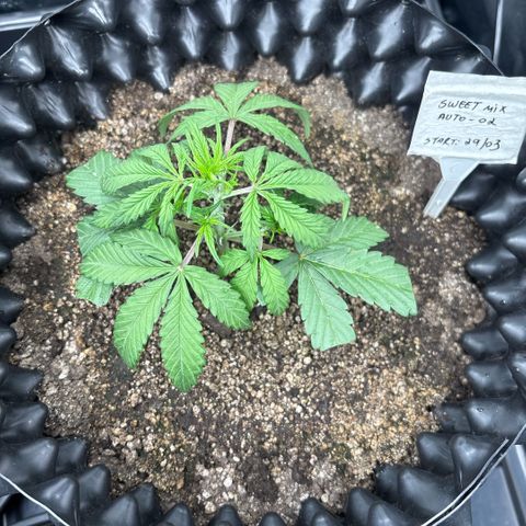 Sweet Mix Auto 2 growlog timeline photo