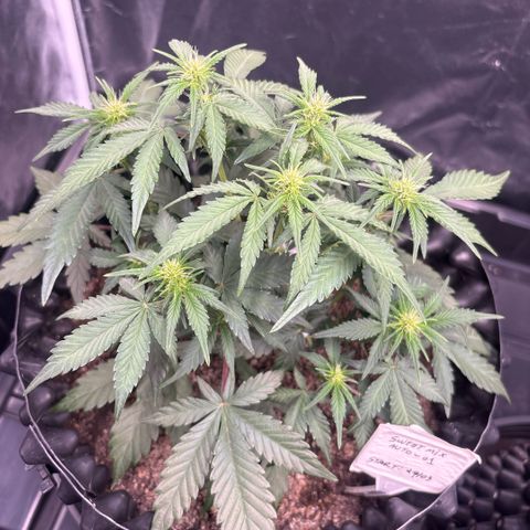 Sweet Mix Auto 1 growlog timeline photo