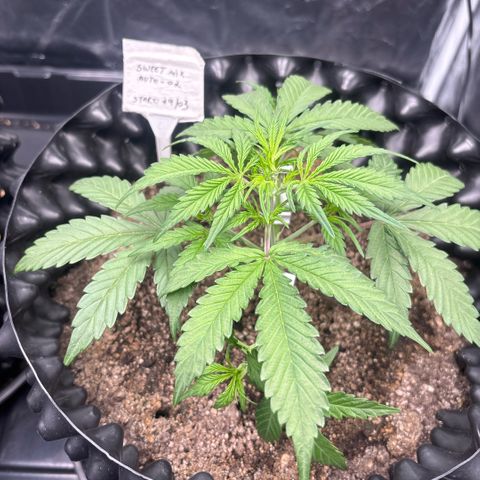 Sweet Mix Auto 2 growlog timeline photo