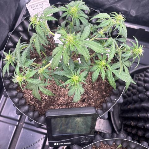 Sweet Mix Auto 1 growlog timeline photo