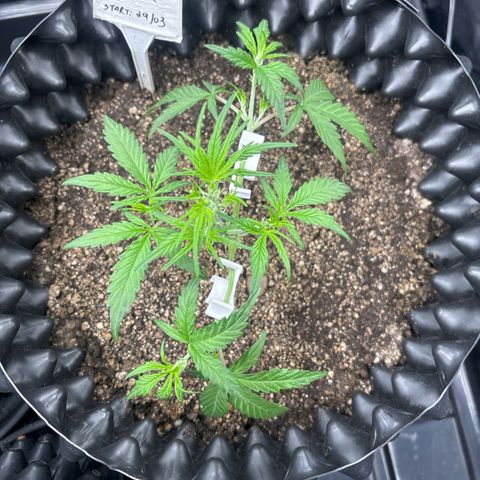 Sweet Mix Auto 2 growlog timeline photo