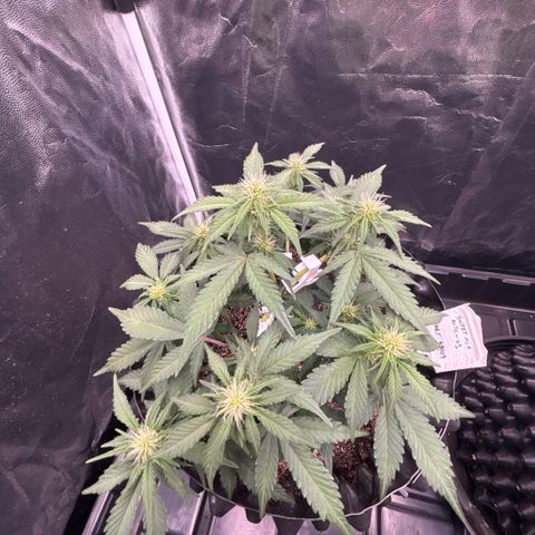 Sweet Mix Auto 1 growlog timeline photo