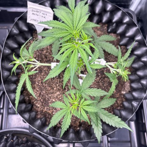 Sweet Mix Auto 2 growlog timeline photo