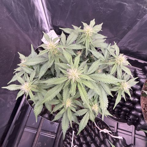 Sweet Mix Auto 1 growlog timeline photo