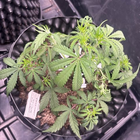 Sweet Mix Auto 2 growlog timeline photo