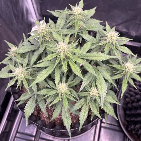 Sweet Mix Auto 1 growlog timeline photo