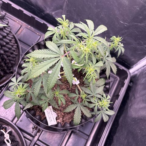 Sweet Mix Auto 2 growlog timeline photo