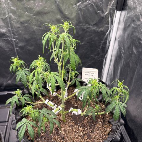 Sweet Mix Auto 2 growlog timeline photo
