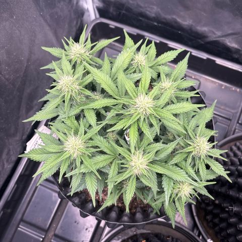 Sweet Mix Auto 1 growlog timeline photo