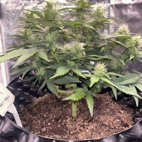 Sweet Mix Auto 1 growlog timeline photo