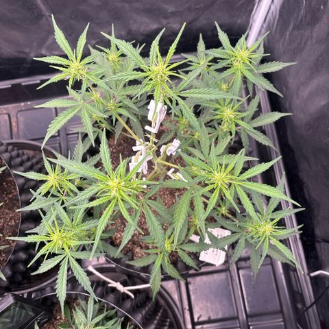 Sweet Mix Auto 2 growlog timeline photo