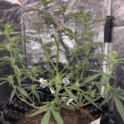 Sweet Mix Auto 2 growlog timeline photo