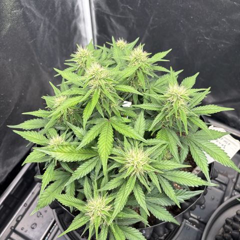 Sweet Mix Auto 1 growlog timeline photo