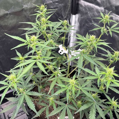 Sweet Mix Auto 2 growlog timeline photo