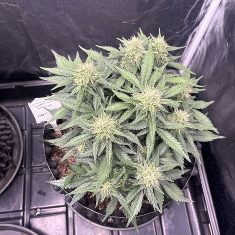 Sweet Mix Auto 1 growlog timeline photo