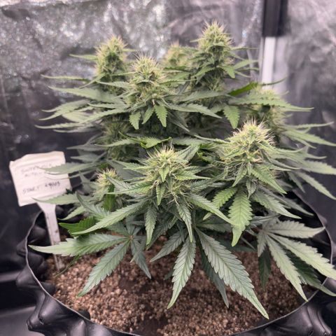 Sweet Mix Auto 1 growlog timeline photo