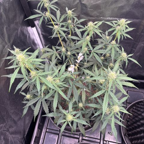 Sweet Mix Auto 2 growlog timeline photo