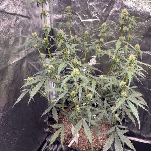 Sweet Mix Auto 2 growlog timeline photo
