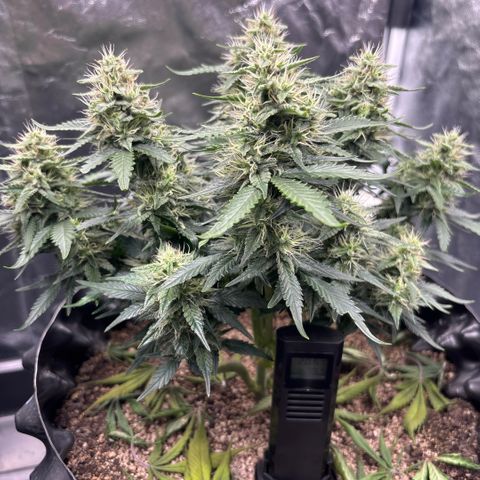Sweet Mix Auto 1 growlog timeline photo