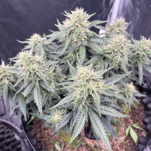 Sweet Mix Auto 1 growlog timeline photo