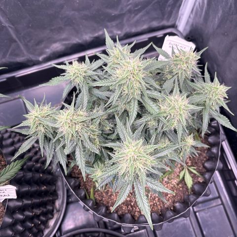 Sweet Mix Auto 1 growlog timeline photo