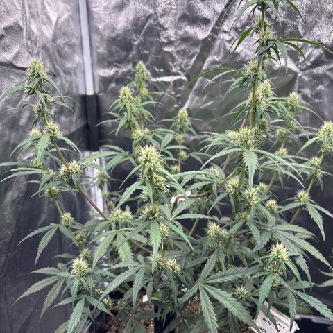 Sweet Mix Auto 2 growlog timeline photo