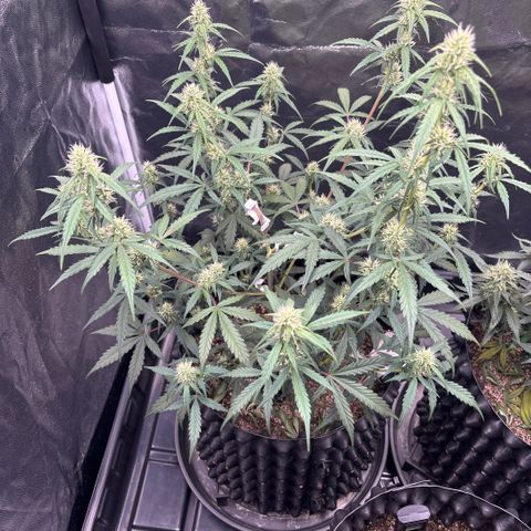 Sweet Mix Auto 2 growlog timeline photo