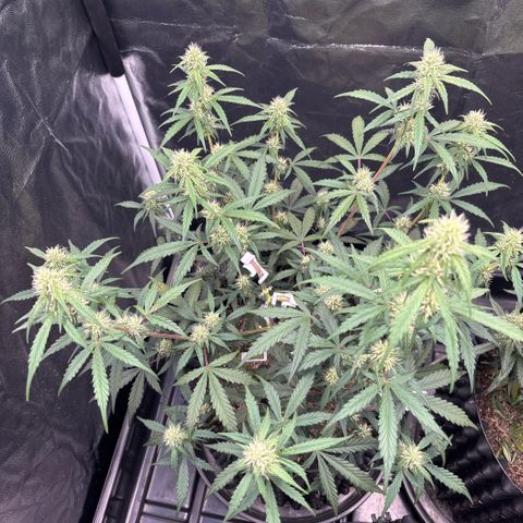 Sweet Mix Auto 2 growlog timeline photo