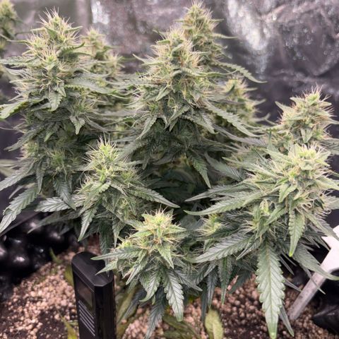 Sweet Mix Auto 1 growlog timeline photo
