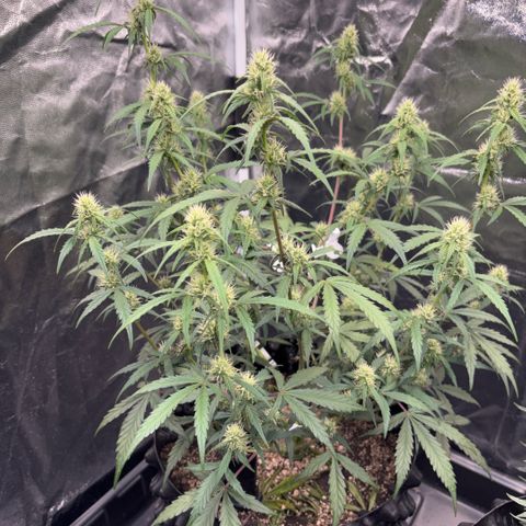 Sweet Mix Auto 2 growlog timeline photo