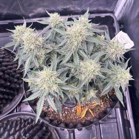 Sweet Mix Auto 1 growlog timeline photo