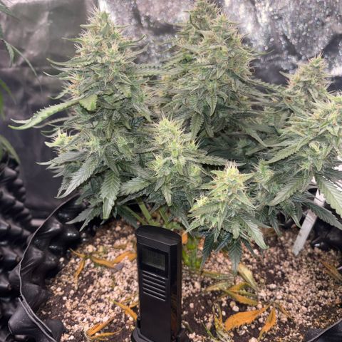Sweet Mix Auto 1 growlog timeline photo